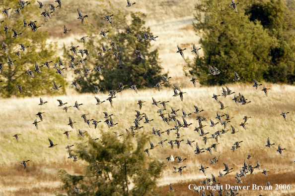 Mallard flock in flight