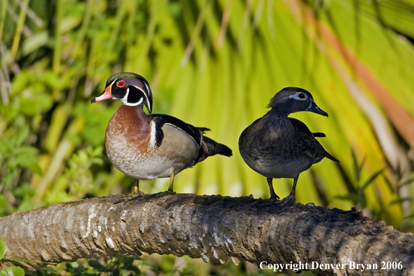 Wood duck pair perched on tree limb.