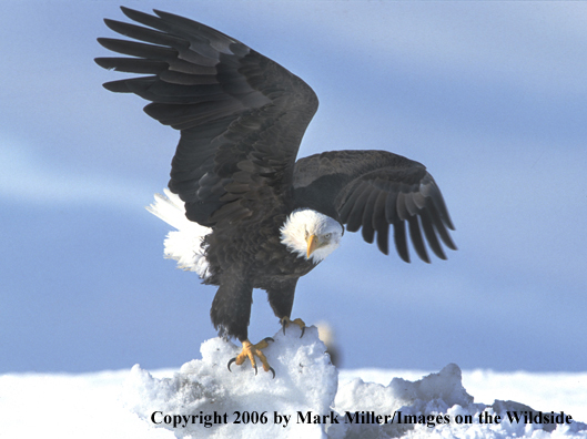 Bald Eagle in habitat.