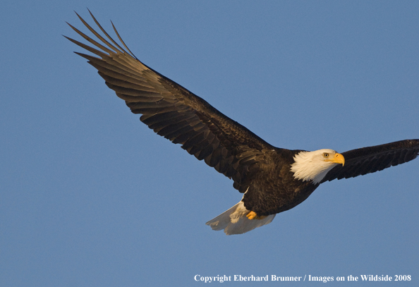 Bald Eagle in habitat