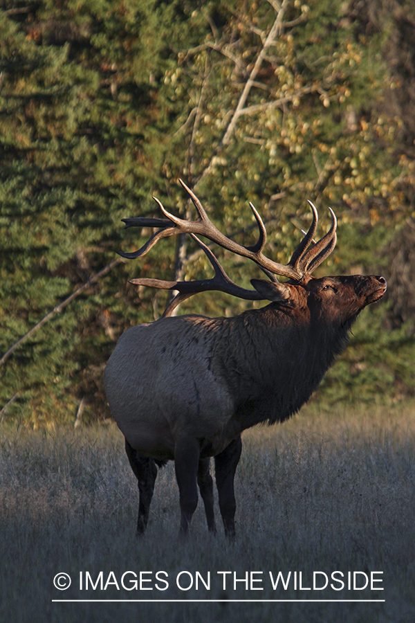 Rocky Mountain Bull Elk during the rut.