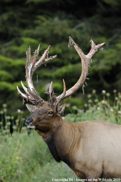Roosevelt Bull Elk
