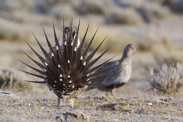Sage grouse displaying on booming ground with female in the background.