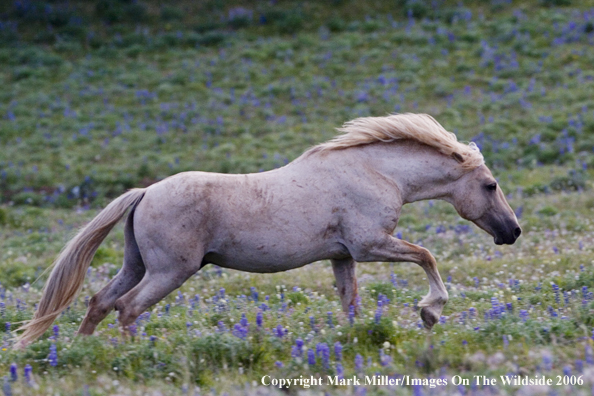 Wild horse in habitat.