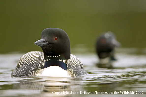 Loon in habitat