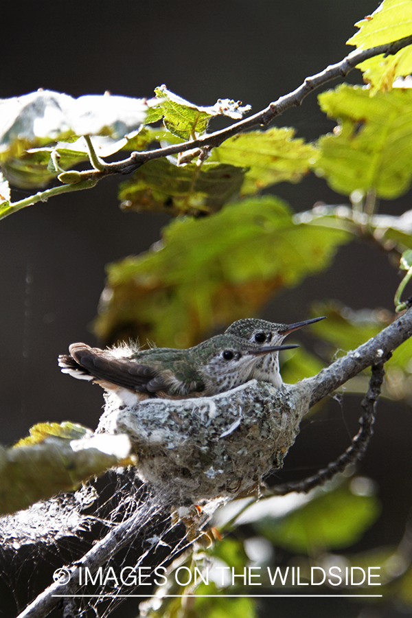 Calliope Hummingbird fledglings in nest.