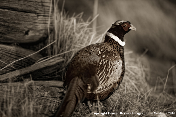 Ring-necked Pheasant by wood pile (Original image #00890-019.20)