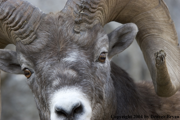 Rocky Mountain bighorn sheep (ram).