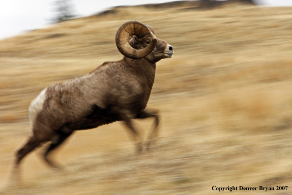 Rocky Mountain Big Horn Sheep