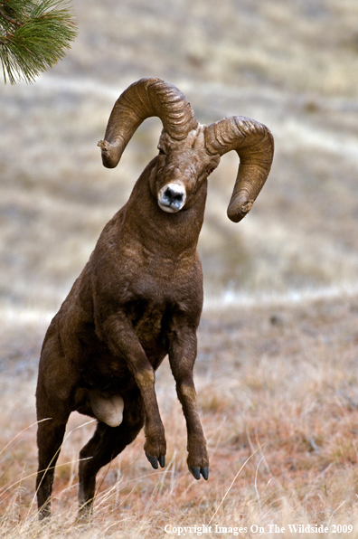 Rocky Mountain Bighorn Sheep