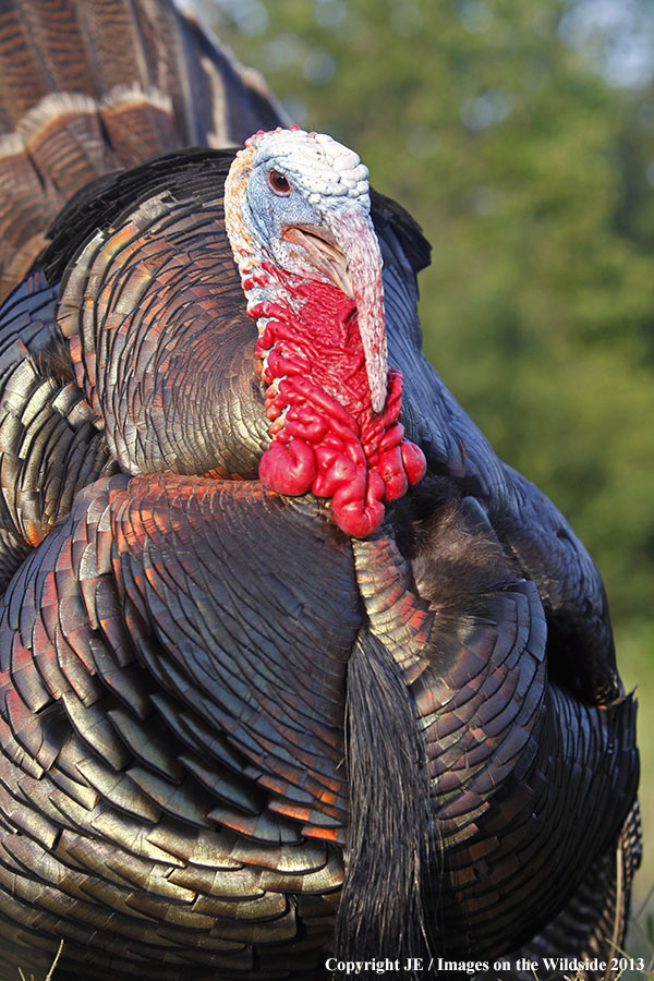 Rio Grande Turkey in habitat. 