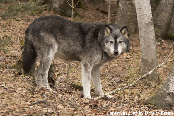 Gray wolf (black phase) in habitat.