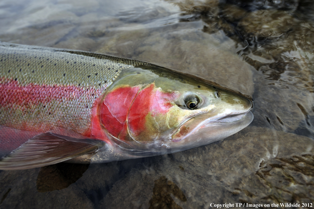 Steelhead trout.
