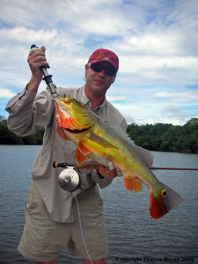 Flyfisherman with peacock bass