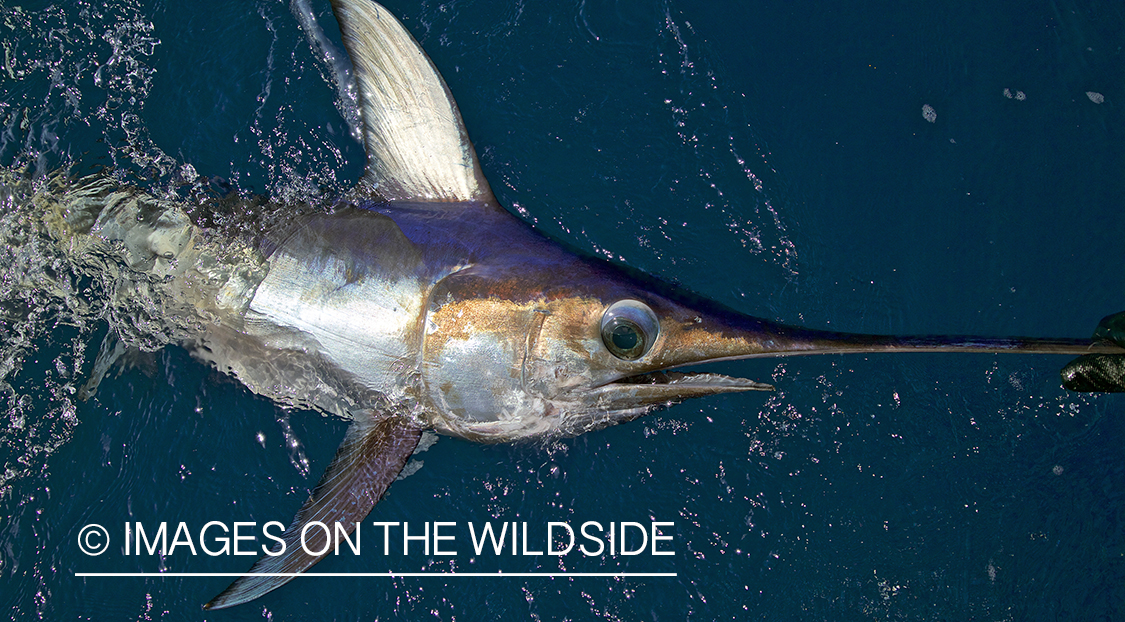 Swordfish being landed.