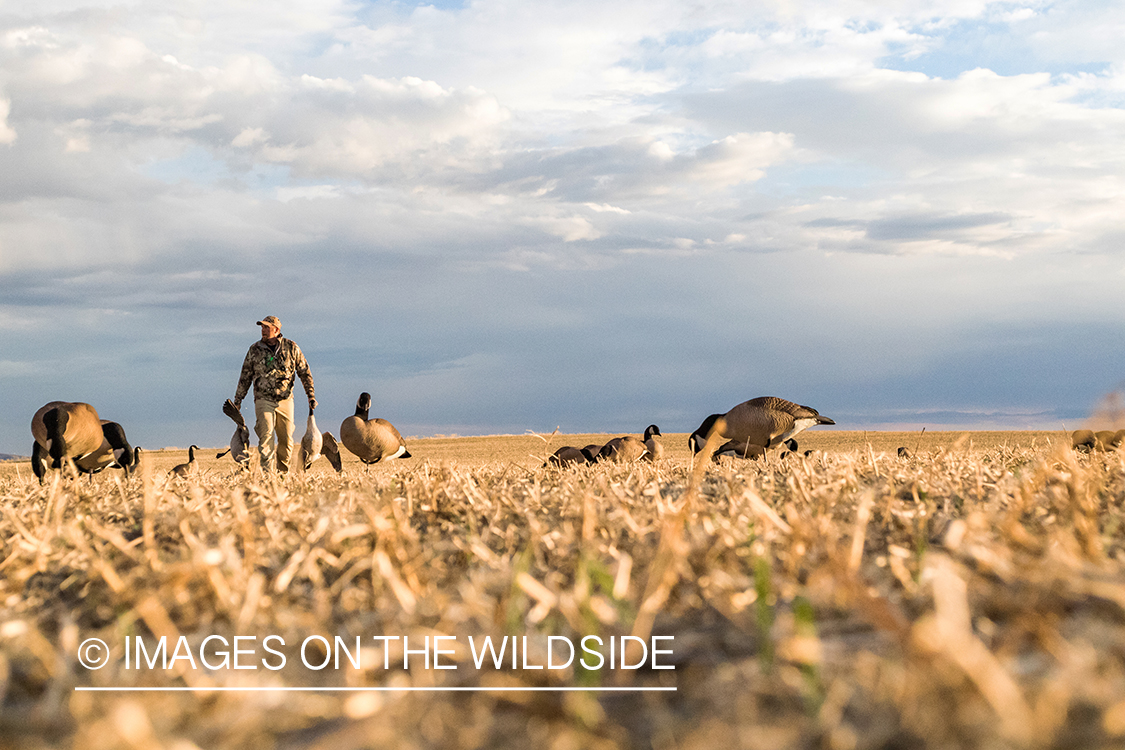 Hunter retrieving geese.