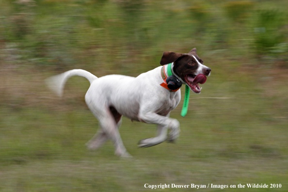  English Pointer in field