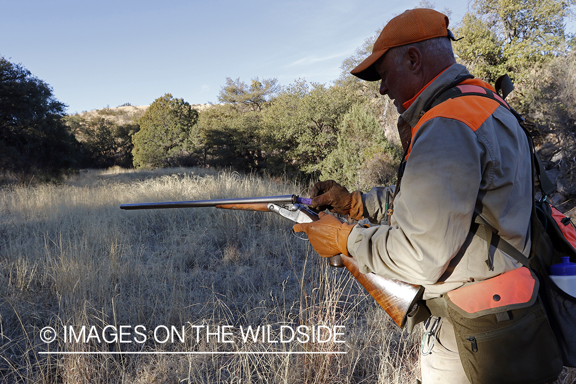 Mearns quail hunter in field.