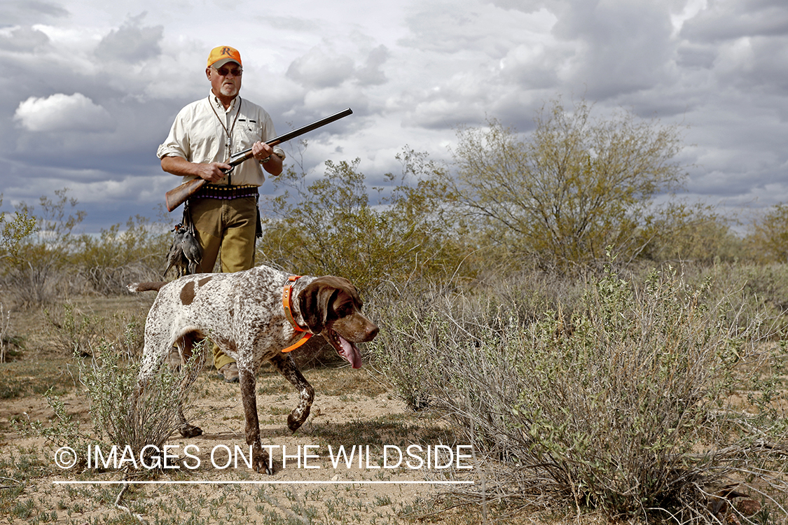 Quail hunter hunting Gambel's Quail in Arizona.