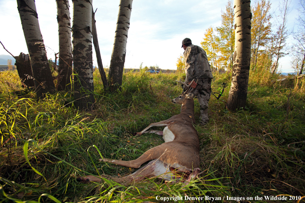 Bowhunter dragging downed white-tailed buck to truck on horizon.