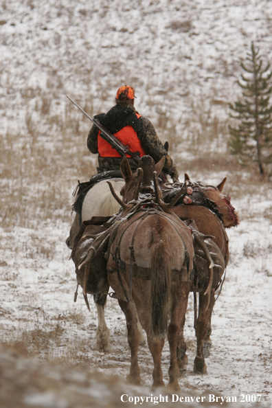 ELk hunter with pack string