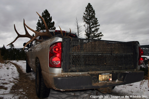 Bagged elk in back of pick-up truck.