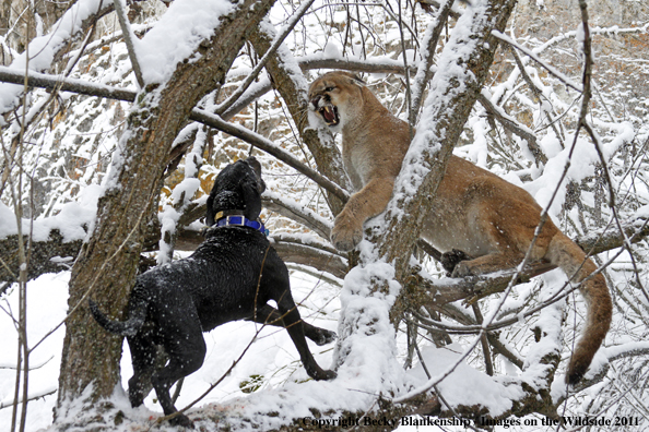 Hunting dog holding mountain lion in tree