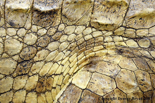 Up-close view of African crocodile's hide