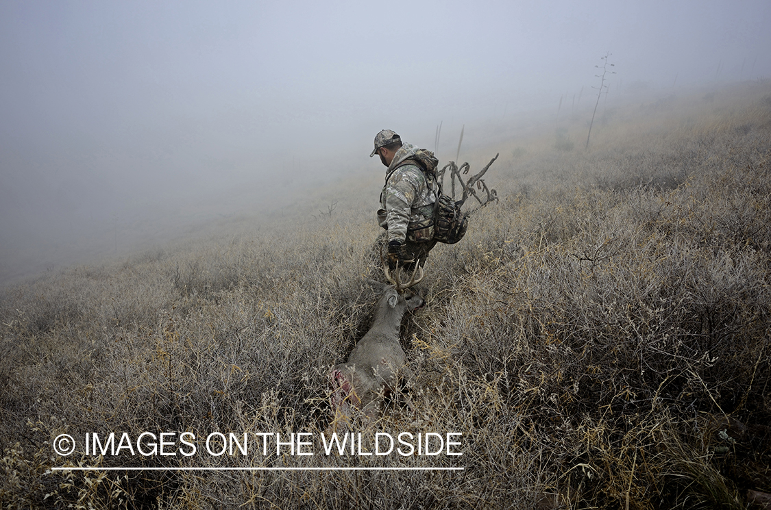 Hunter dragging deer.