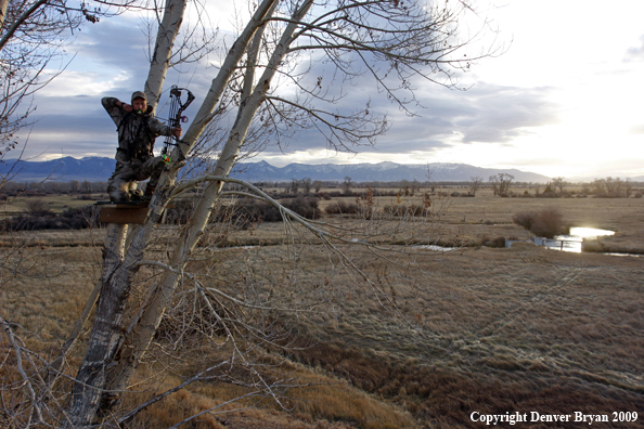 Bowhunter aiming bow from tree stand.