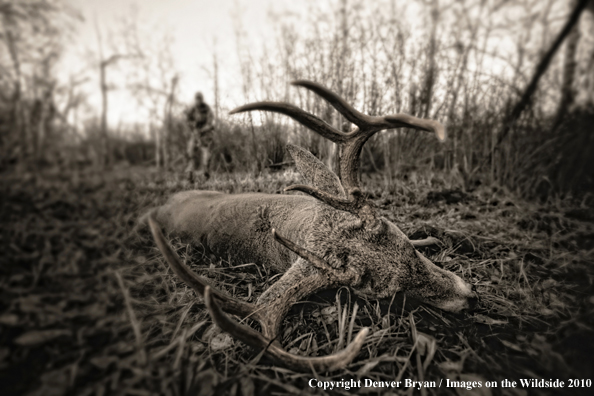 Bowhunter approaching whitetail buck. (Original image # 11049-015.85D)