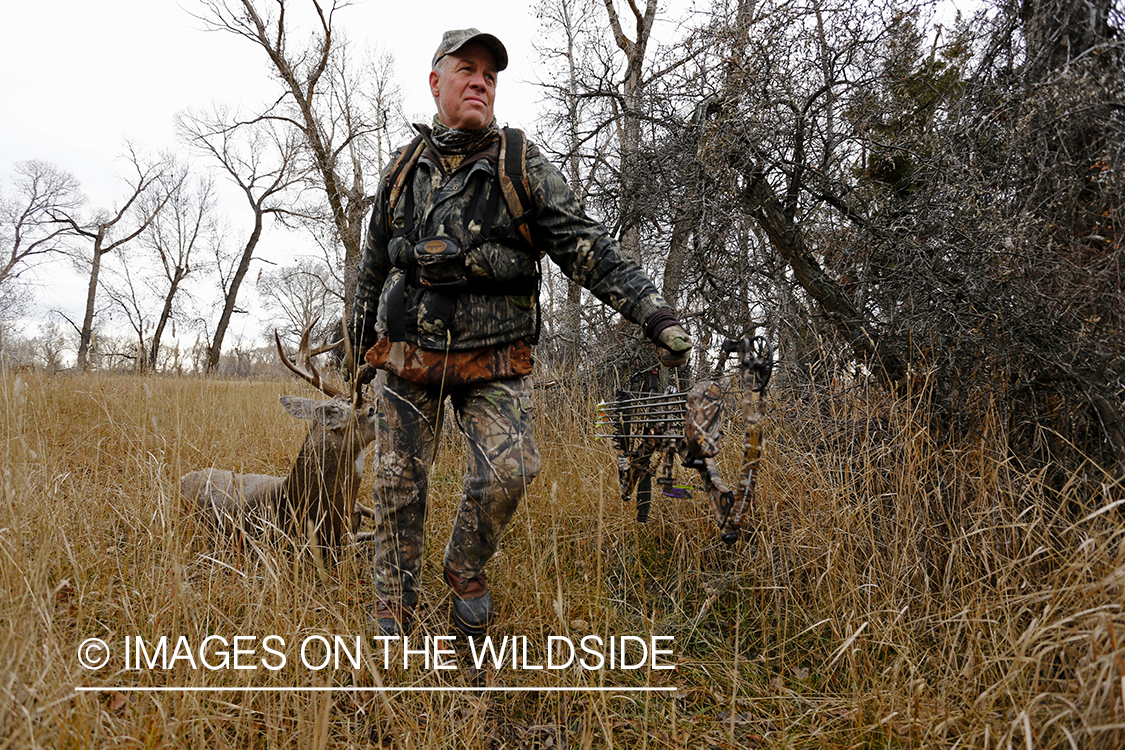 Bowhunter dragging bagged white-tailed buck.