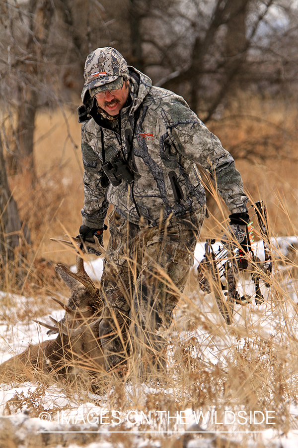 Bowhunter dragging bagged white-tailed buck.