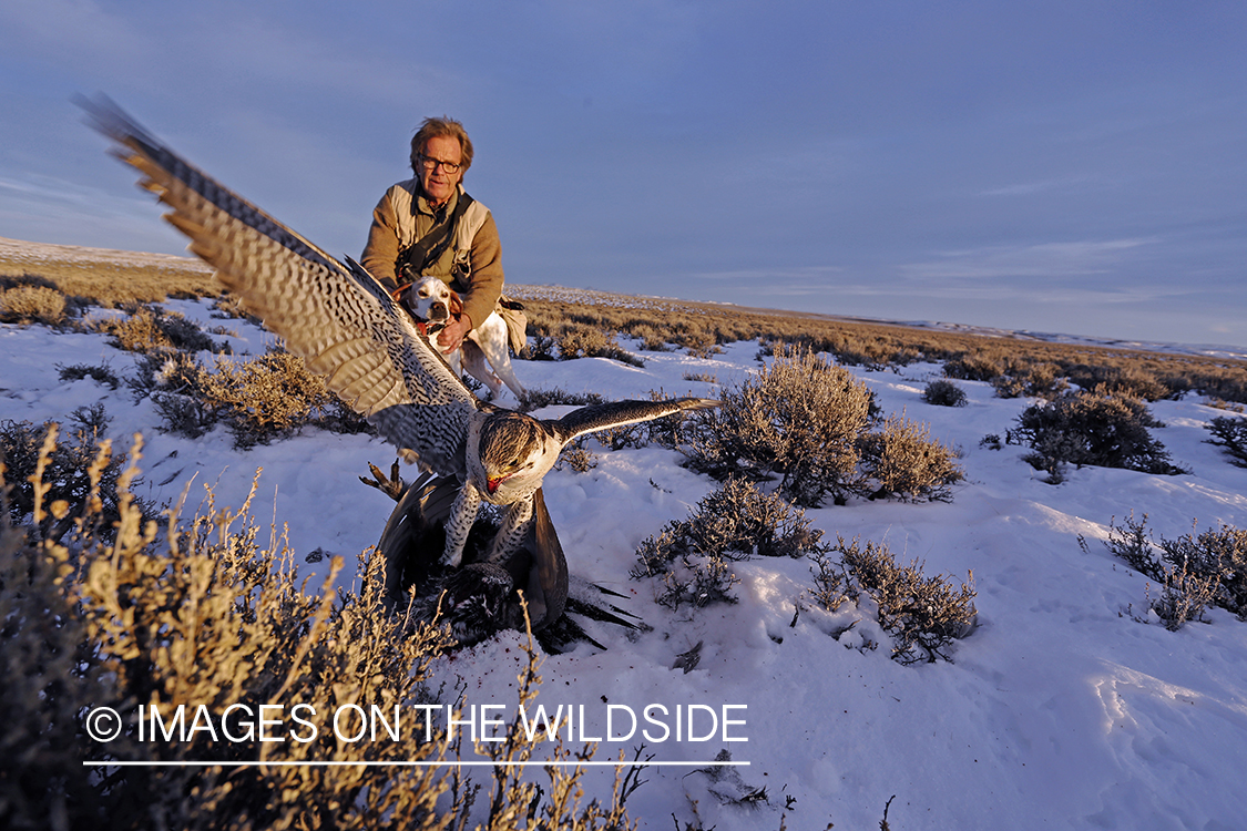 Gyr falcon on sage grouse with falconer and english pointer.