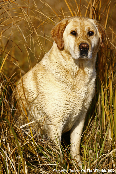 Yellow Labrador Retriever