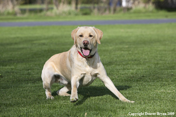 Yellow Labrador Retriever in yard