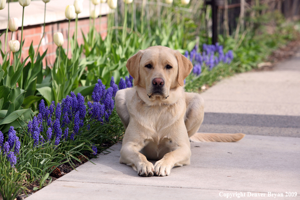 Yellow Labrador Retriever by flowers