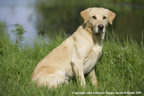 Yellow Labrador Retriever in field