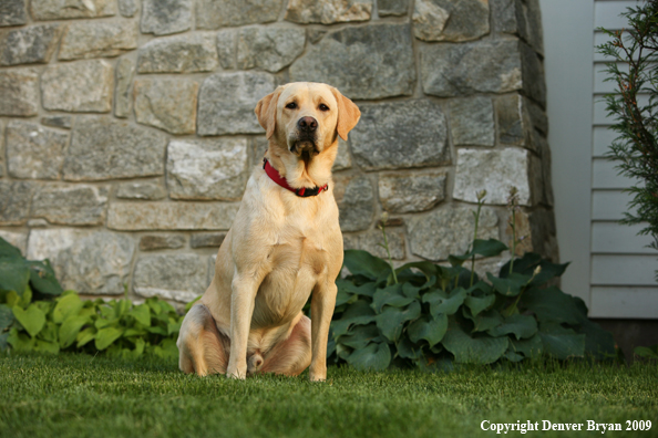 Yellow Labrador Retriever in yard