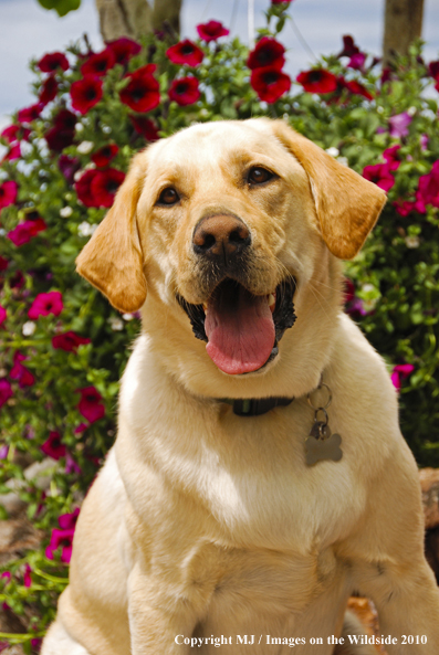 Yellow Labrador Retriever