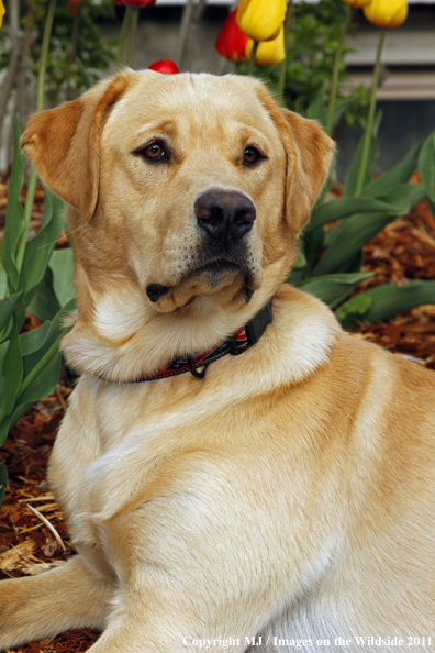 Yellow Labrador Retriever.