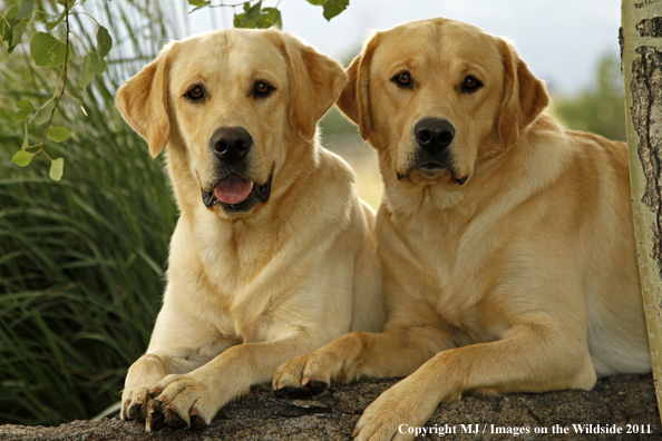 Yellow Labrador Retrievers.