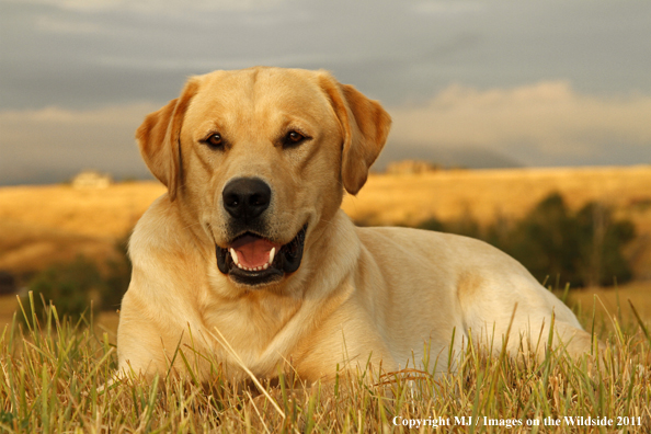Yellow Labrador Retriever.