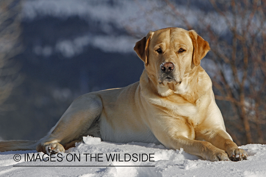 Yellow Labrador Retriever