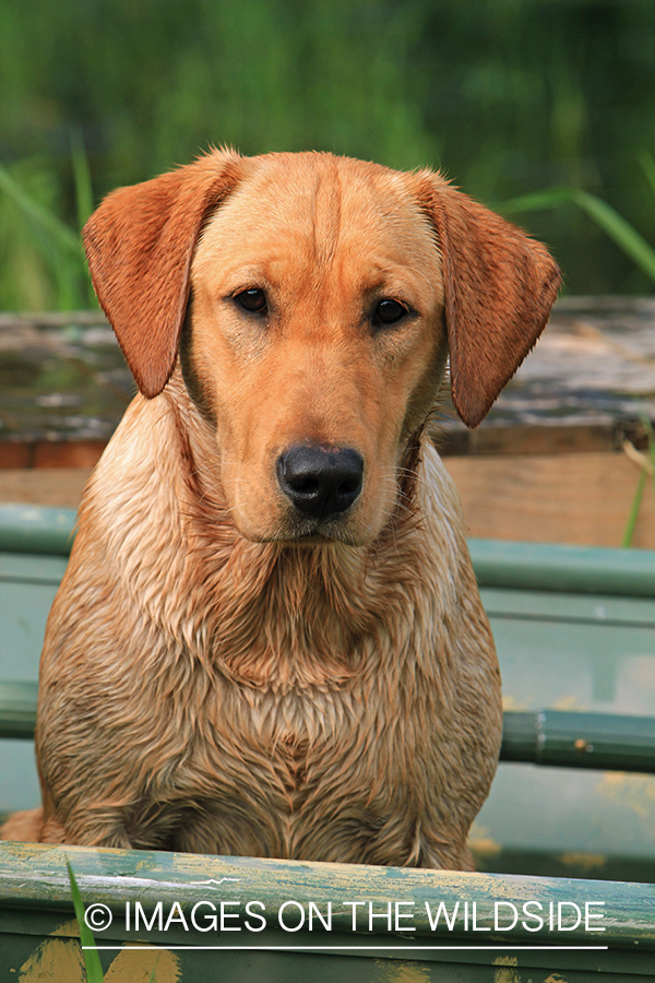 Yellow Labrador Retriever