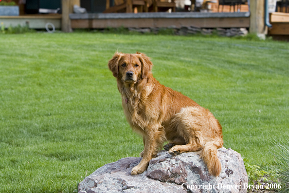 Golden Retriever sitting on deck.