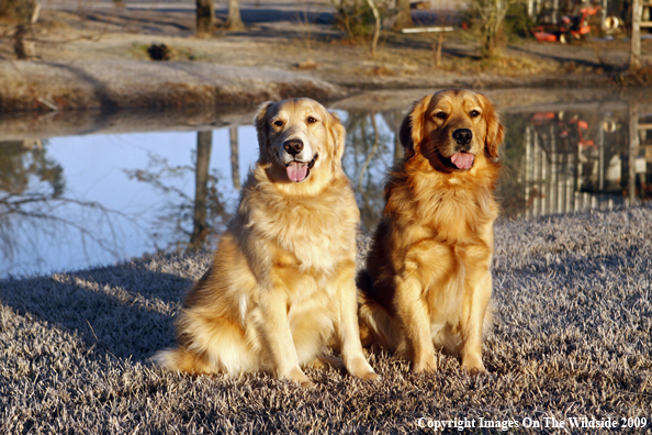 Golden Retrievers