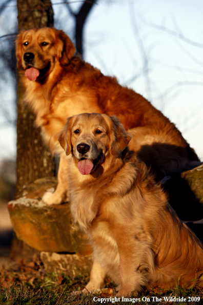 Golden Retrievers