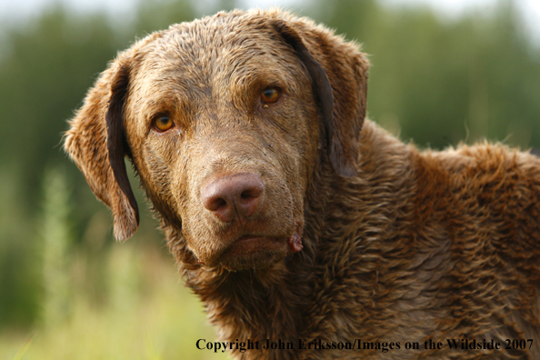 Chesapeake Bay Retriever in field