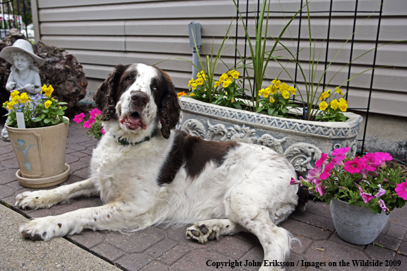 Brittany Spaniel in yard